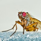 Dung Fly